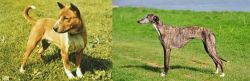 Telomian vs Galgo Espanol - Breed Comparison