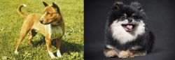 Telomian vs German Spitz (Klein) - Breed Comparison