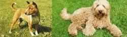 Telomian vs Labradoodle - Breed Comparison