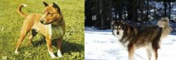 Telomian vs Mackenzie River Husky - Breed Comparison