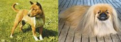 Telomian vs Pekingese - Breed Comparison