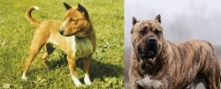 Telomian vs Perro de Presa Canario - Breed Comparison