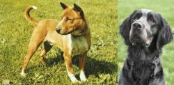 Telomian vs Picardy Spaniel - Breed Comparison