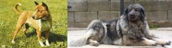 Telomian vs Sarplaninac - Breed Comparison