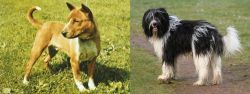 Telomian vs Schapendoes - Breed Comparison