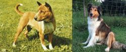 Telomian vs Scotch Collie - Breed Comparison