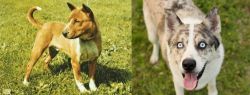 Telomian vs Shepherd Husky - Breed Comparison