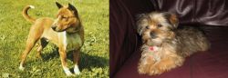 Telomian vs Shorkie - Breed Comparison