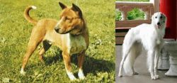 Telomian vs Silken Windhound - Breed Comparison