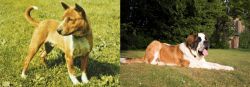 Telomian vs St. Bernard - Breed Comparison