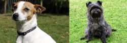 Tenterfield Terrier vs Affenpinscher - Breed Comparison