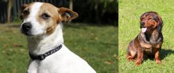 Tenterfield Terrier vs Alpine Dachsbracke - Breed Comparison