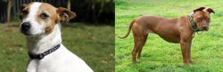 Tenterfield Terrier vs American Pit Bull Terrier - Breed Comparison