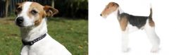 Tenterfield Terrier vs Fox Terrier - Breed Comparison