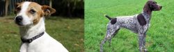 Tenterfield Terrier vs German Shorthaired Pointer - Breed Comparison