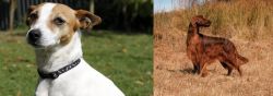 Tenterfield Terrier vs Irish Setter - Breed Comparison