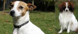 Tenterfield Terrier vs Phalene - Breed Comparison