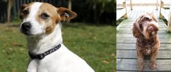 Tenterfield Terrier vs Portuguese Water Dog - Breed Comparison