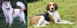 Thai Bangkaew vs American English Coonhound - Breed Comparison