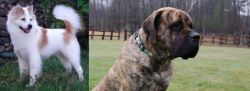 Thai Bangkaew vs American Mastiff - Breed Comparison