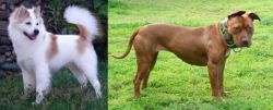 Thai Bangkaew vs American Pit Bull Terrier - Breed Comparison