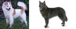 Thai Bangkaew vs Belgian Shepherd - Breed Comparison