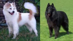 Thai Bangkaew vs Belgian Shepherd Dog (Groenendael) - Breed Comparison