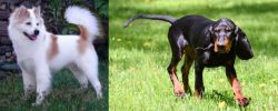 Thai Bangkaew vs Black and Tan Coonhound - Breed Comparison