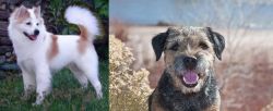 Thai Bangkaew vs Border Terrier - Breed Comparison