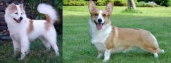 Thai Bangkaew vs Cardigan Welsh Corgi - Breed Comparison