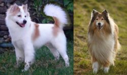 Thai Bangkaew vs Collie - Breed Comparison