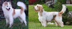 Thai Bangkaew vs Grand Griffon Vendeen - Breed Comparison