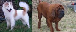 Thai Bangkaew vs Korean Mastiff - Breed Comparison