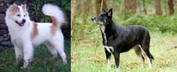 Thai Bangkaew vs Lapponian Herder - Breed Comparison