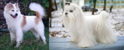 Thai Bangkaew vs Maltese - Breed Comparison