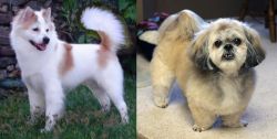 Thai Bangkaew vs PekePoo - Breed Comparison