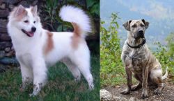 Thai Bangkaew vs Perro Cimarron - Breed Comparison
