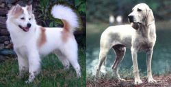 Thai Bangkaew vs Porcelaine - Breed Comparison