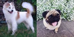 Thai Bangkaew vs Pug - Breed Comparison