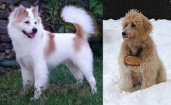Thai Bangkaew vs Pyredoodle - Breed Comparison