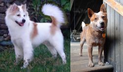 Thai Bangkaew vs Red Heeler - Breed Comparison