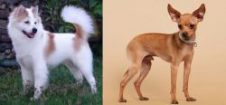 Thai Bangkaew vs Russian Toy Terrier - Breed Comparison