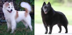 Thai Bangkaew vs Schipperke - Breed Comparison