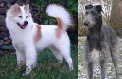Thai Bangkaew vs Scottish Deerhound - Breed Comparison