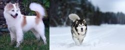 Thai Bangkaew vs Siberian Husky - Breed Comparison