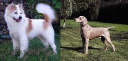 Thai Bangkaew vs Smooth Haired Weimaraner - Breed Comparison