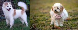 Thai Bangkaew vs West Highland White Terrier - Breed Comparison