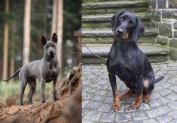 Thai Ridgeback vs Austrian Black and Tan Hound - Breed Comparison
