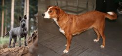 Thai Ridgeback vs Austrian Pinscher - Breed Comparison
