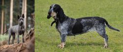 Thai Ridgeback vs Basset Bleu de Gascogne - Breed Comparison